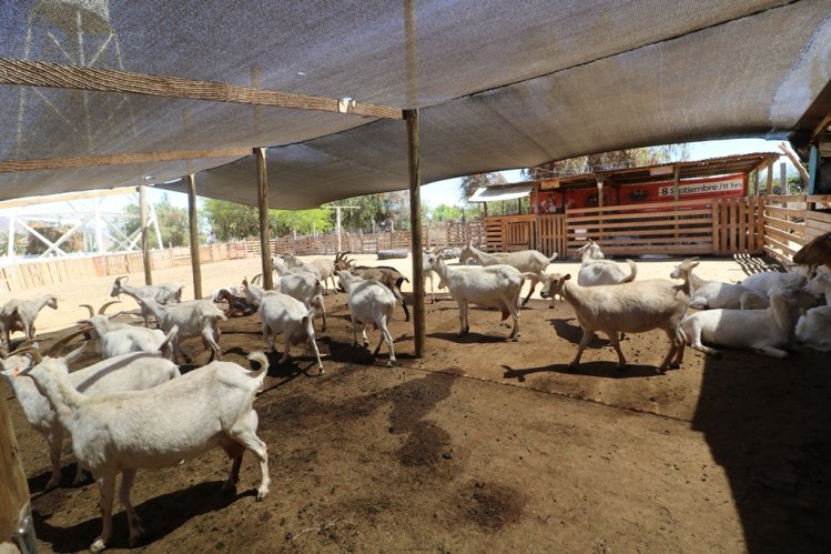 PROMUEVEN PROCESO DE ESTABULADO PARA AUMENTAR PRODUCCIÓN EN GANADO CAPRINO