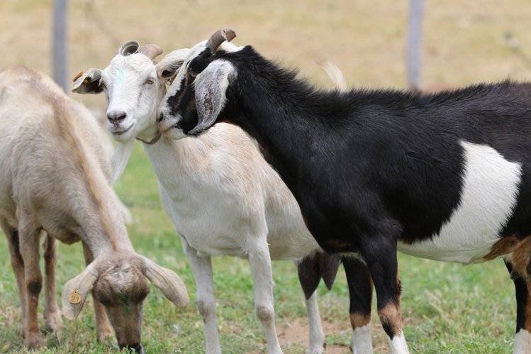 SECTOR GANADERO DE OVALLE RECIBE ALIMENTO ANIMAL PARA MITIGAR EFECTOS DE LA SEQUÍA SECTOR GANADERO DE OVALLE RECIBE ALIMENTO ANIMAL PARA MITIGAR EFECTOS DE LA SEQUÍA