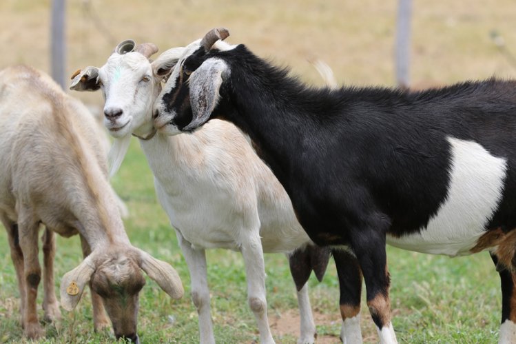 SECTOR GANADERO DE OVALLE RECIBE ALIMENTO ANIMAL PARA MITIGAR EFECTOS DE LA SEQUÍA