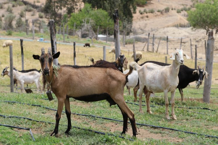 SECTOR GANADERO DE OVALLE RECIBE ALIMENTO ANIMAL PARA MITIGAR EFECTOS DE LA SEQUÍA