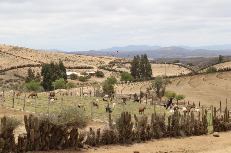 SECTOR GANADERO DE OVALLE RECIBE ALIMENTO ANIMAL PARA MITIGAR EFECTOS DE LA SEQUÍA