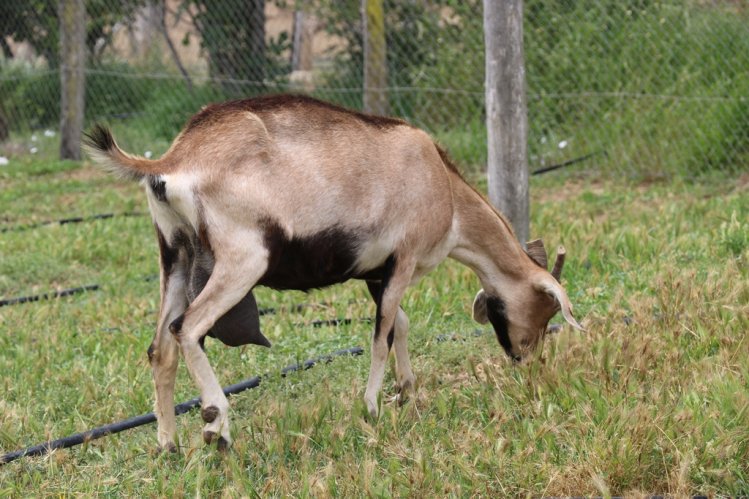 SECTOR GANADERO DE OVALLE RECIBE ALIMENTO ANIMAL PARA MITIGAR EFECTOS DE LA SEQUÍA