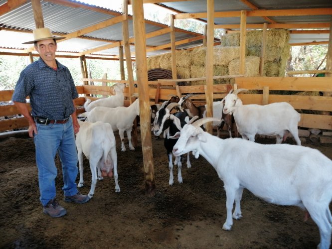 PLAN CAPRINO LECHERO LEVANTARÁ NUEVA INFORMACIÓN PARA POTENCIAR SU RED DE APOYO A LOS CRIANCEROS