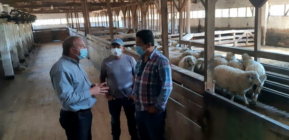 COMIENZA TRADICIONAL PROCESO DE ESQUILADO DE OVEJAS EN LA HACIENDA EL TANGUE