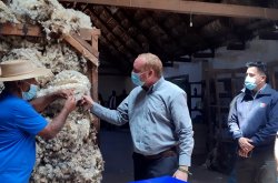 COMIENZA TRADICIONAL PROCESO DE ESQUILADO DE OVEJAS EN LA HACIENDA EL TANGUE