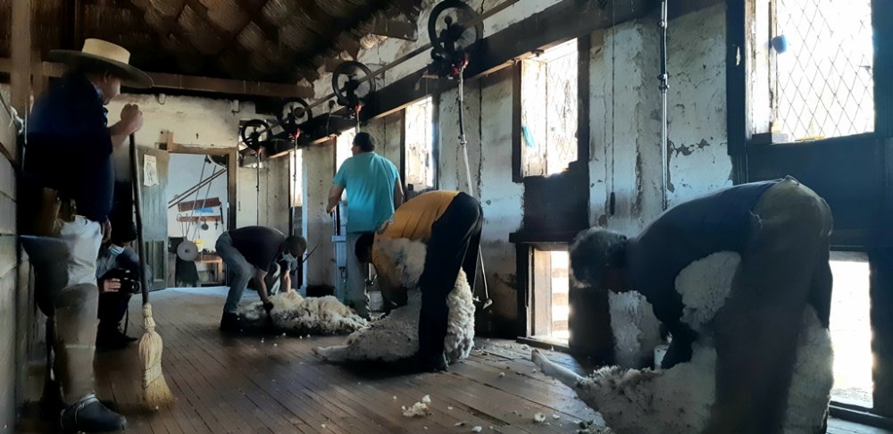 COMIENZA TRADICIONAL PROCESO DE ESQUILADO DE OVEJAS EN LA HACIENDA EL TANGUE