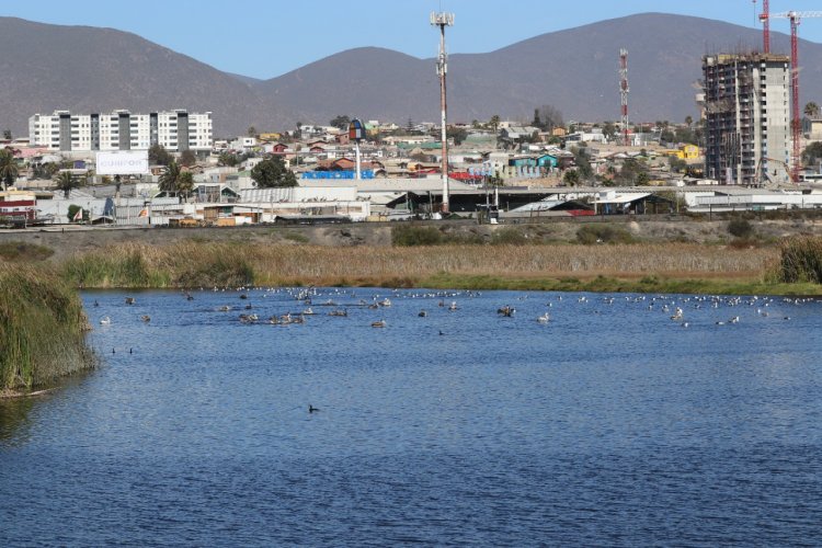 GOBIERNO REGIONAL INICIA ACCIONES PARA PROTEGER LOS HUMEDALES COSTEROS DE LAS TRES PROVINCIAS