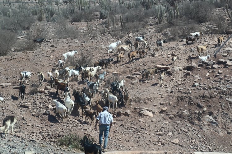 Gobernadora alega nula respuesta del Ministerio de Agricultura para ayudar a los crianceros de la región