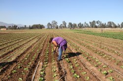 Exitoso proyecto del Gobierno Regional entrega herramientas digitales al servicio de un riego eficiente