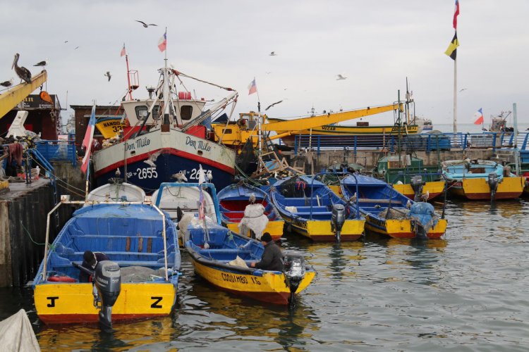 Invitan a postular hasta el 22 de julio al programa regional de apoyo a la pesca y acuicultura artesanal