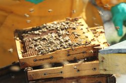 Productores apícolas de Monte Patria viajan a la feria mundial de la miel en Turquía