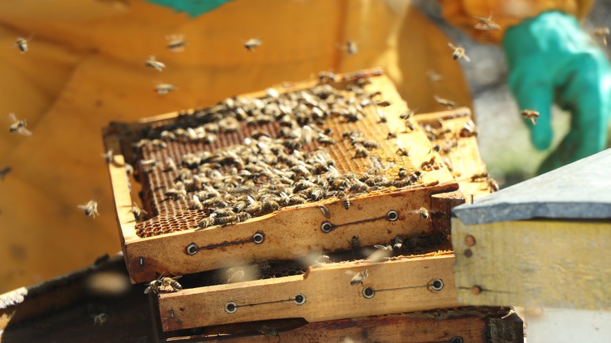 Productores apícolas de Monte Patria viajan a la feria mundial de la miel en Turquía