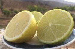 Gobierno Regional financia proyecto de transferencia tecnológica para dar valor agregado a limones de Punitaqui