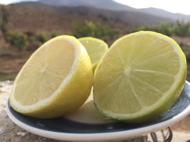 Gobierno Regional financia proyecto de transferencia tecnológica para dar valor agregado a limones de Punitaqui