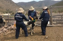 Crianceros de la región podrán desparasitar sus animales para obtener la certificación requerida para las veranadas