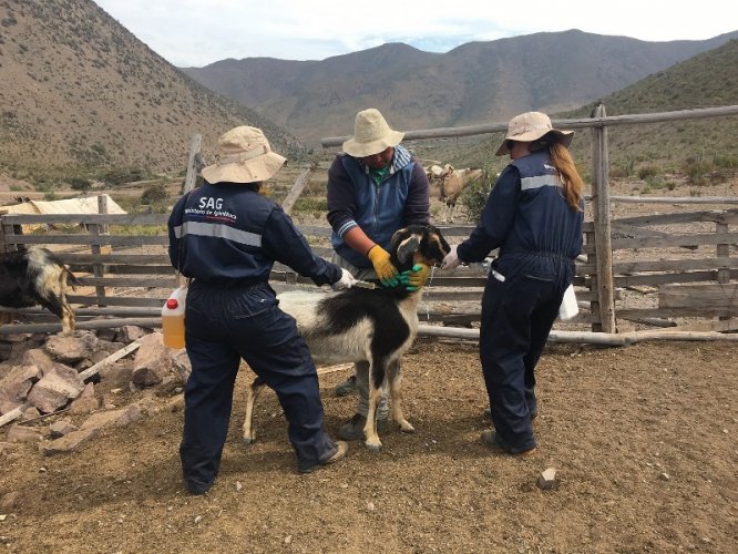 Crianceros de la región podrán desparasitar sus animales para obtener la certificación requerida para las veranadas