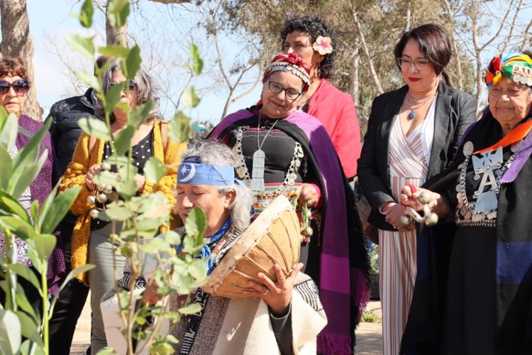 Destacan exitoso proyecto de reforestación y educación ambiental en Ovalle, Coquimbo y Canela